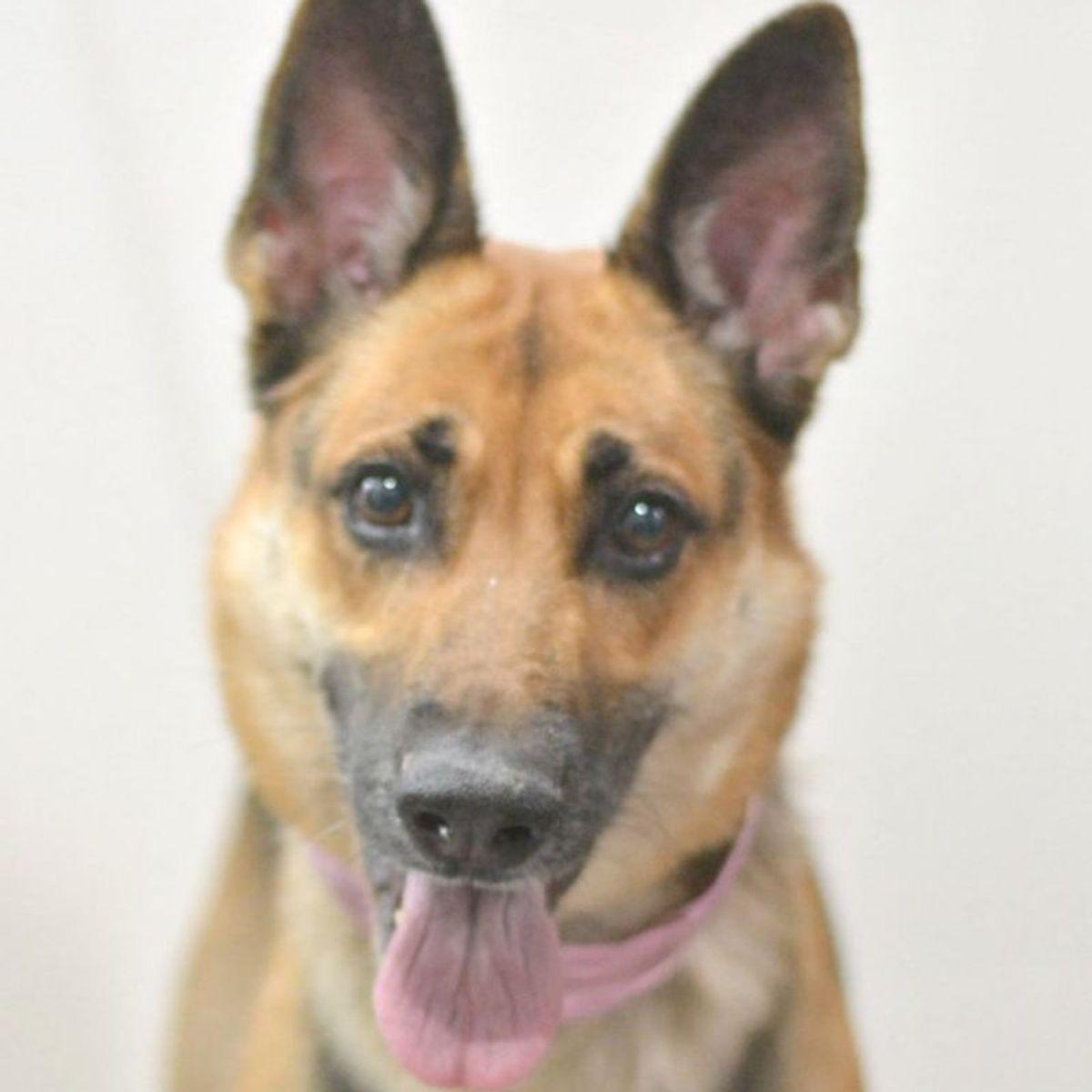 Enlarge Sasha, a Adoptable German Shepherd Dog in Lake Havasu City, AZ image 1/1