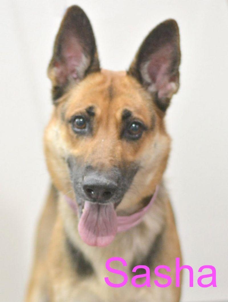 Enlarge Sasha, a Adoptable German Shepherd Dog in Lake Havasu City, AZ image 1/1