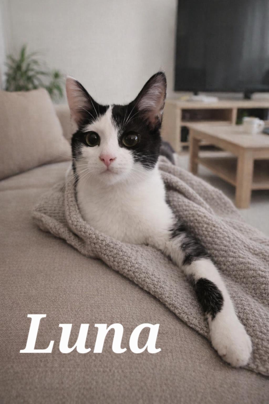 Luna, Adoptable, Kitten Female Domestic Short Hair.