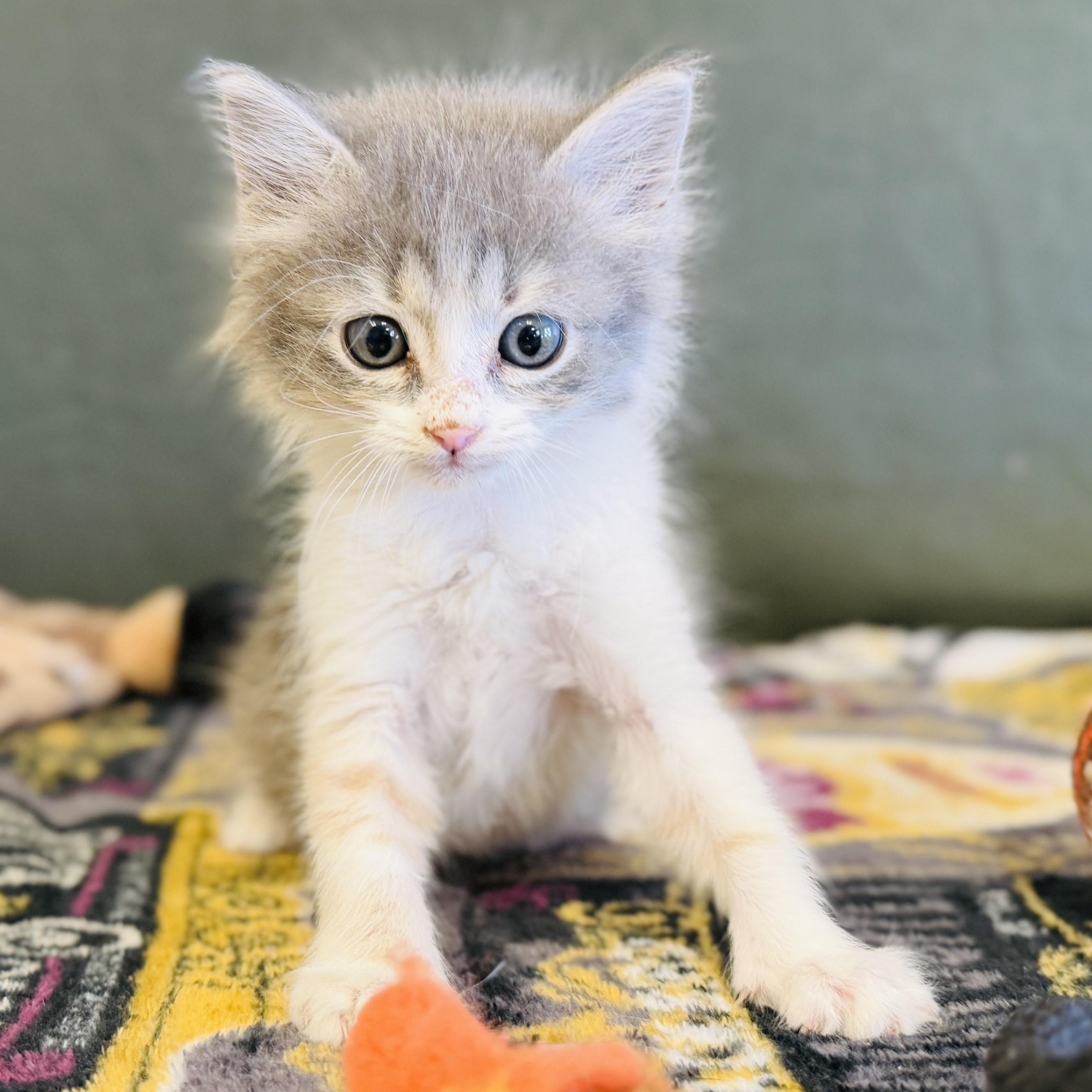 Malory, an adoptable Domestic Long Hair in ALPINE, TX, 79830 | Photo Image 1