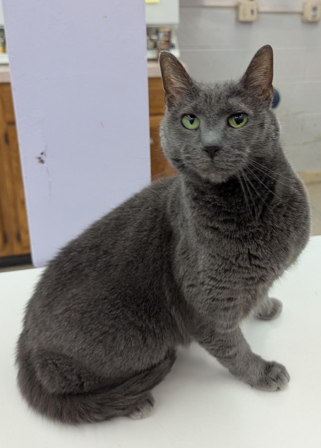 Bernice, Adoptable, Senior Female Domestic Short Hair & Russian Blue.