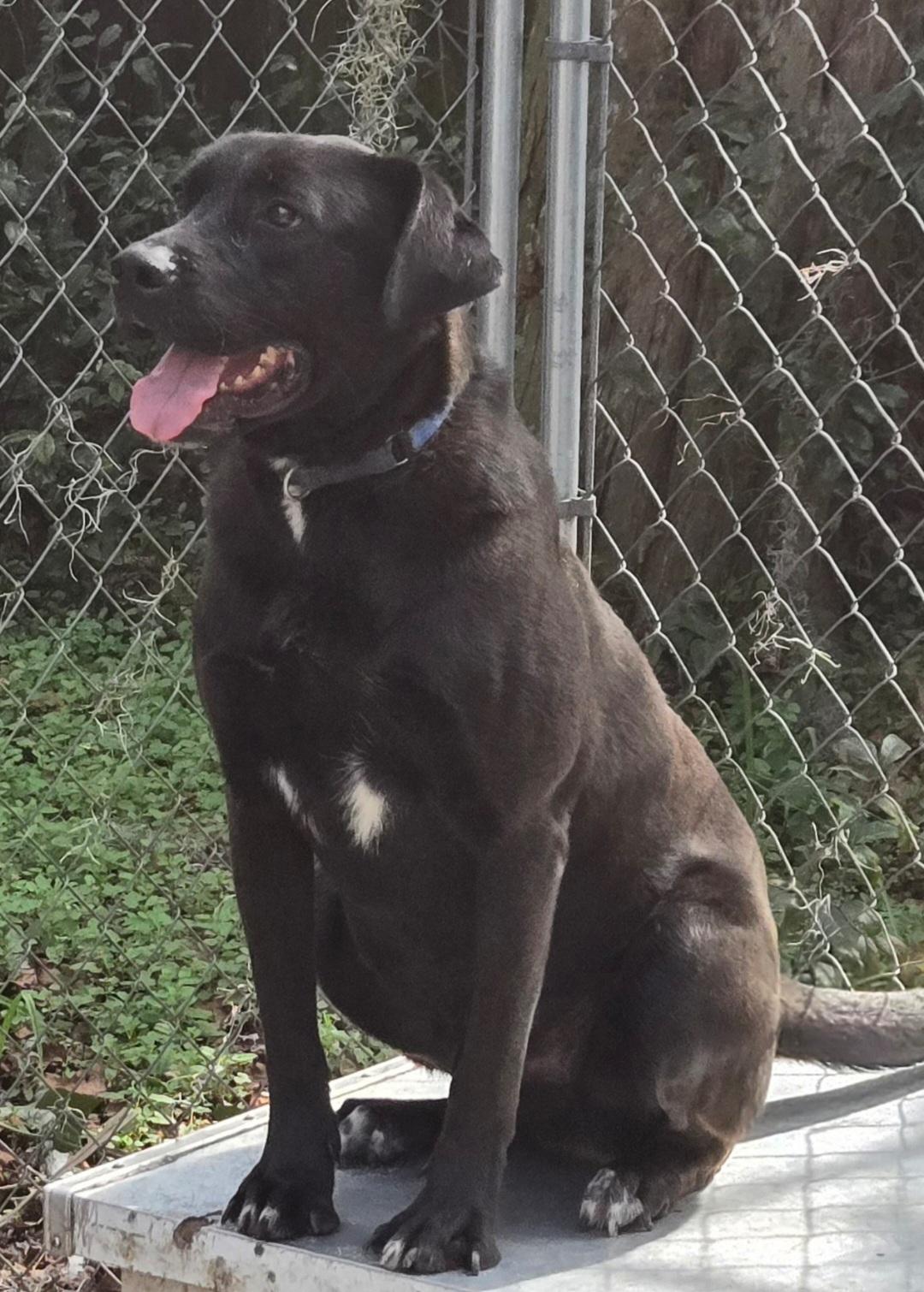 Bear, Adoptable, Adult Male Labrador Retriever.