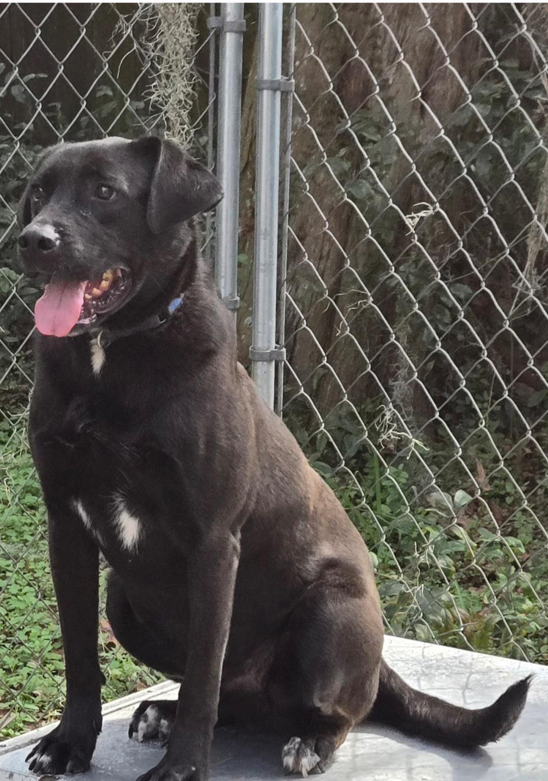 Enlarge Bear, a Adoptable mixed breed in St. Augustine, FL image 2/2
