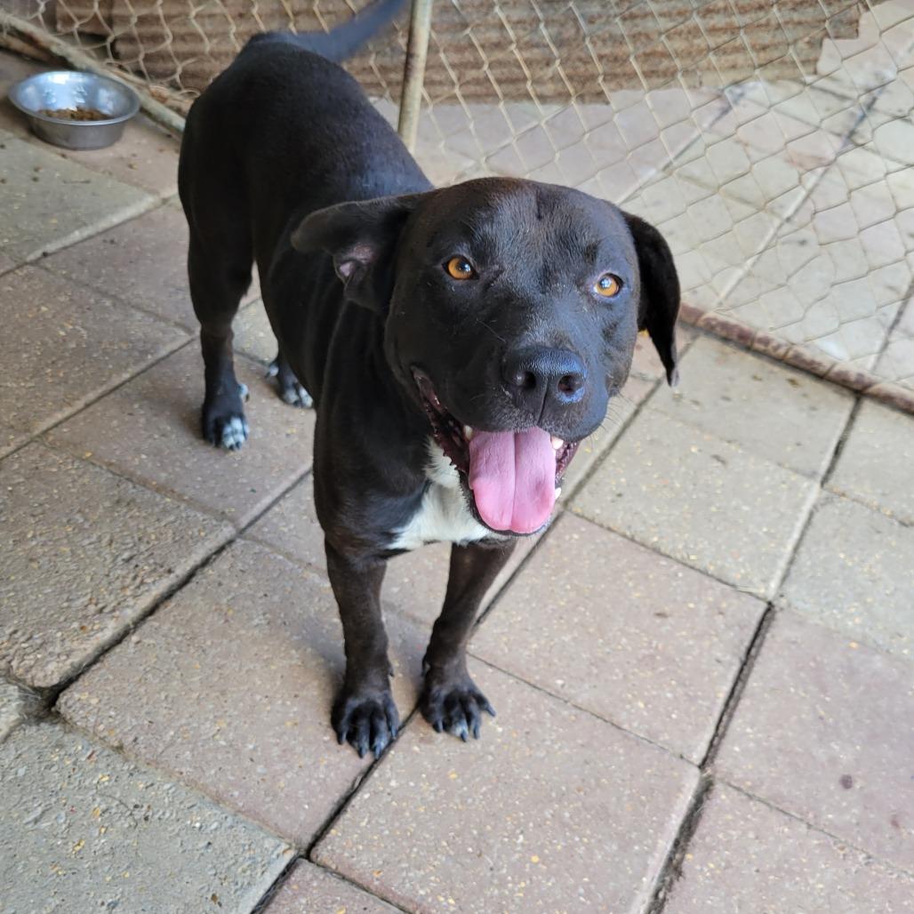 Gunner — thumbnail 2