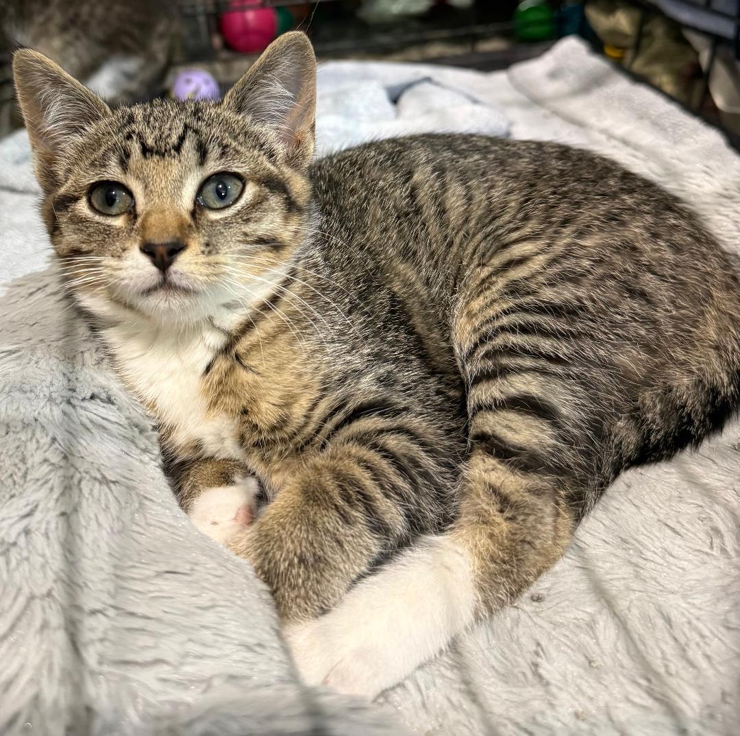 GIA, ADOPTABLE, Kitten Female Domestic Short Hair.