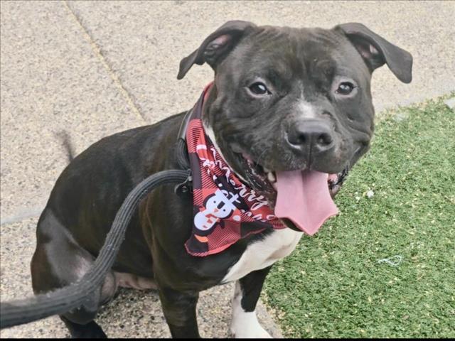 TEXAS, Adoptable, Young Male Pit Bull Terrier.