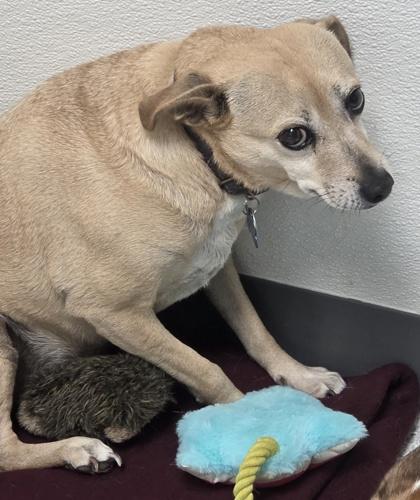 Honey, Adoptable, Senior Female Chihuahua & Boston Terrier.