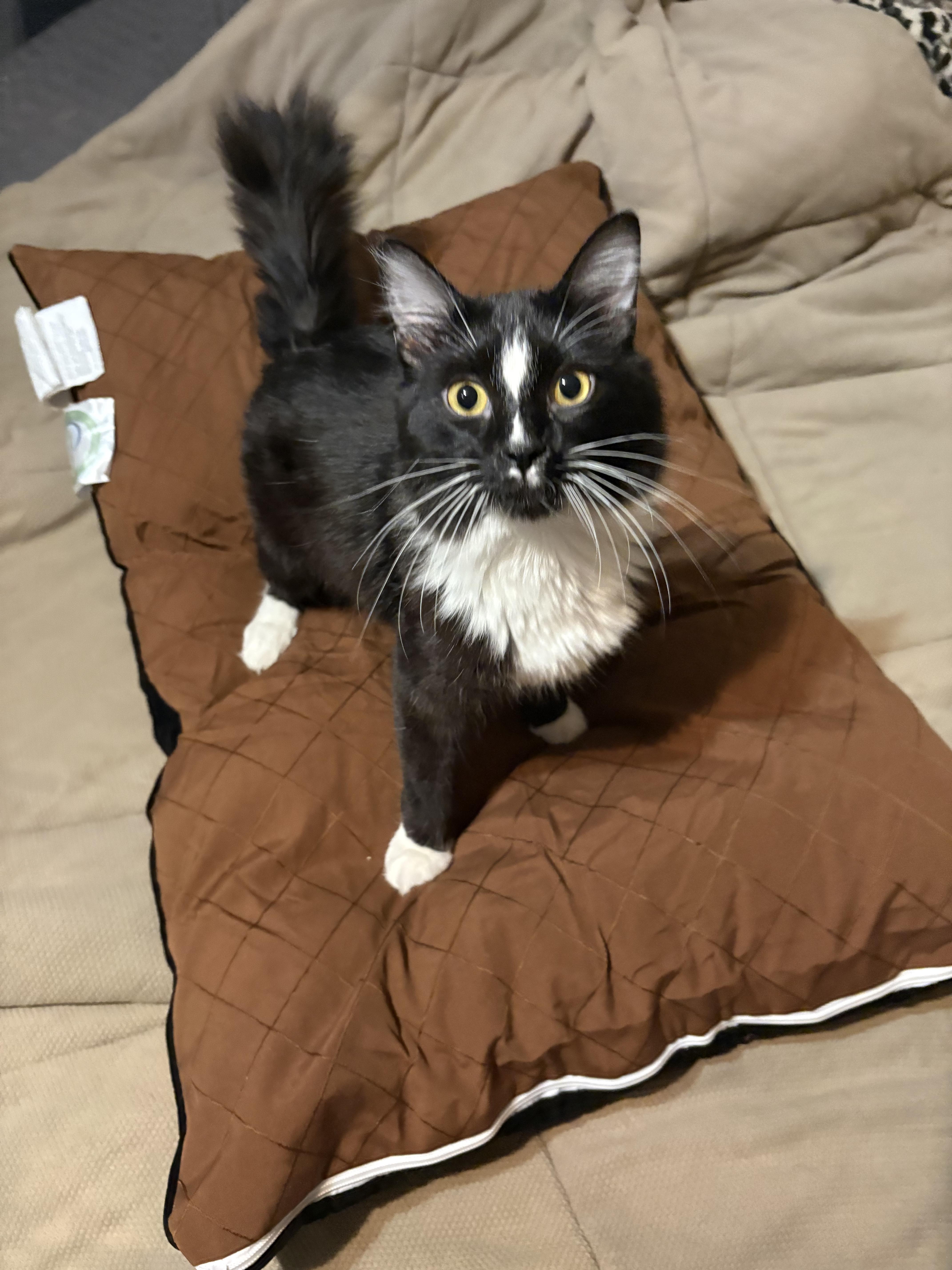 Enlarge Dash, a ADOPTABLE mixed breed in Plano, TX image 6/6