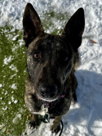 Enlarge Penelope, a Adoptable mixed breed in Wichita, KS image 1/3