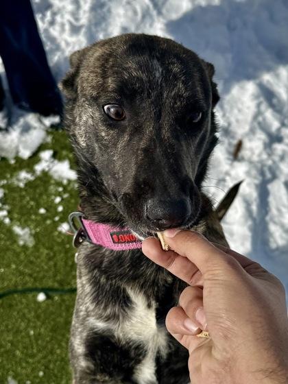 Enlarge Penelope, a Adoptable mixed breed in Wichita, KS image 2/3