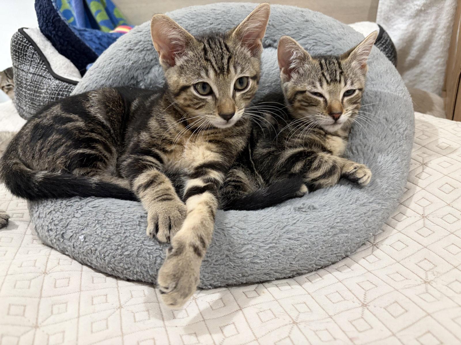 Enlarge Dolly and Kenny, a Adoptable mixed breed in Long Beach, CA image 1/3