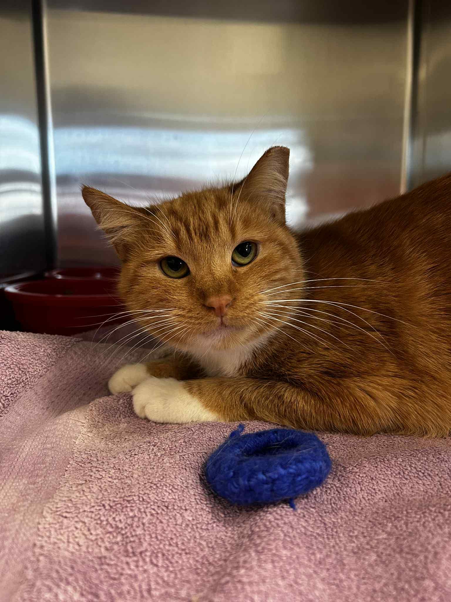 Holly in the Hallway, Adoptable, Adult Female Domestic Short Hair.