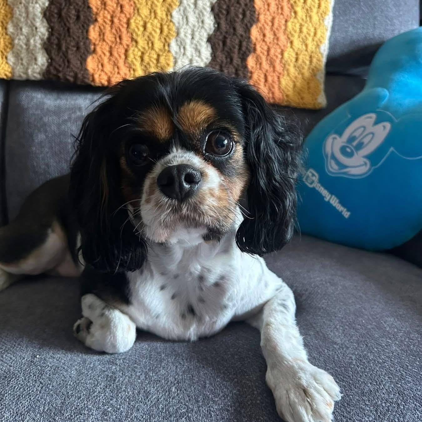 Enlarge JULIETTE, a ADOPTABLE Cavalier King Charles Spaniel in Schnecksville, PA image 1/4