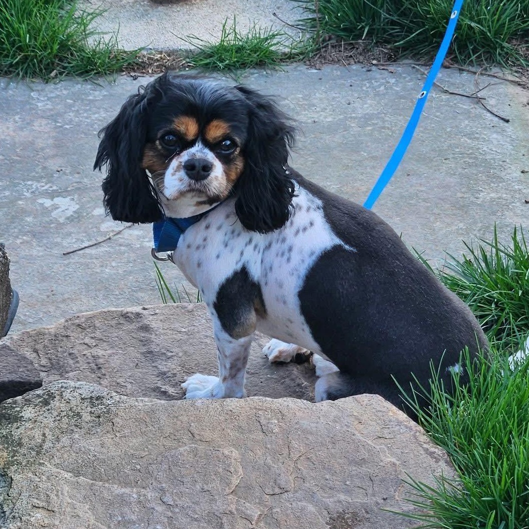 Enlarge JULIETTE, a ADOPTABLE Cavalier King Charles Spaniel in Schnecksville, PA image 2/4