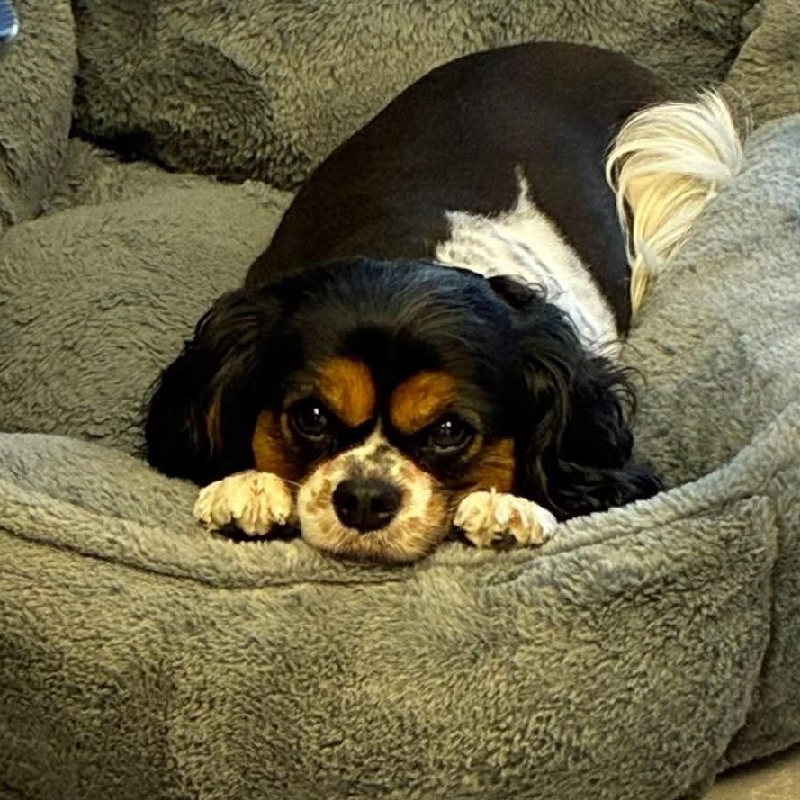 Enlarge JULIETTE, a ADOPTABLE Cavalier King Charles Spaniel in Schnecksville, PA image 3/4