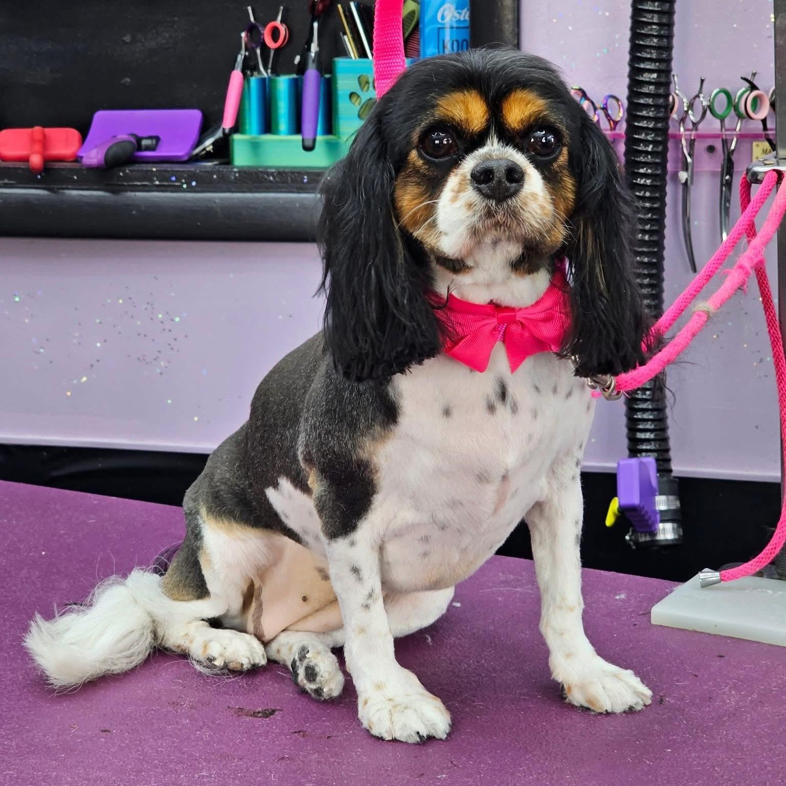 Enlarge JULIETTE, a ADOPTABLE Cavalier King Charles Spaniel in Schnecksville, PA image 4/4
