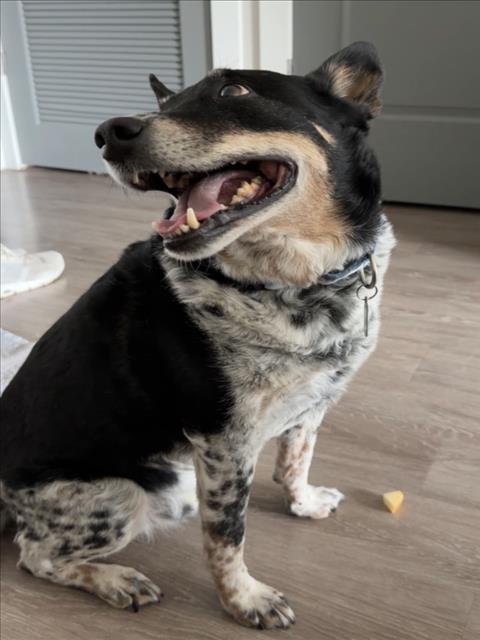 HUDSON, Adoptable, Senior Male Australian Cattle Dog / Blue Heeler.