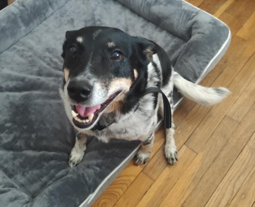 HUDSON, Adoptable, Senior Male Australian Cattle Dog / Blue Heeler.