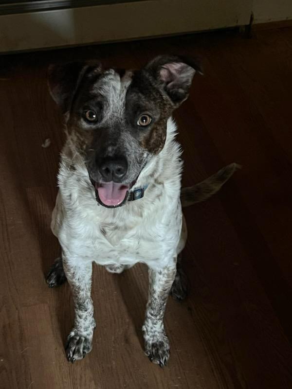 Hickory, Adoptable, Young Male Pointer.