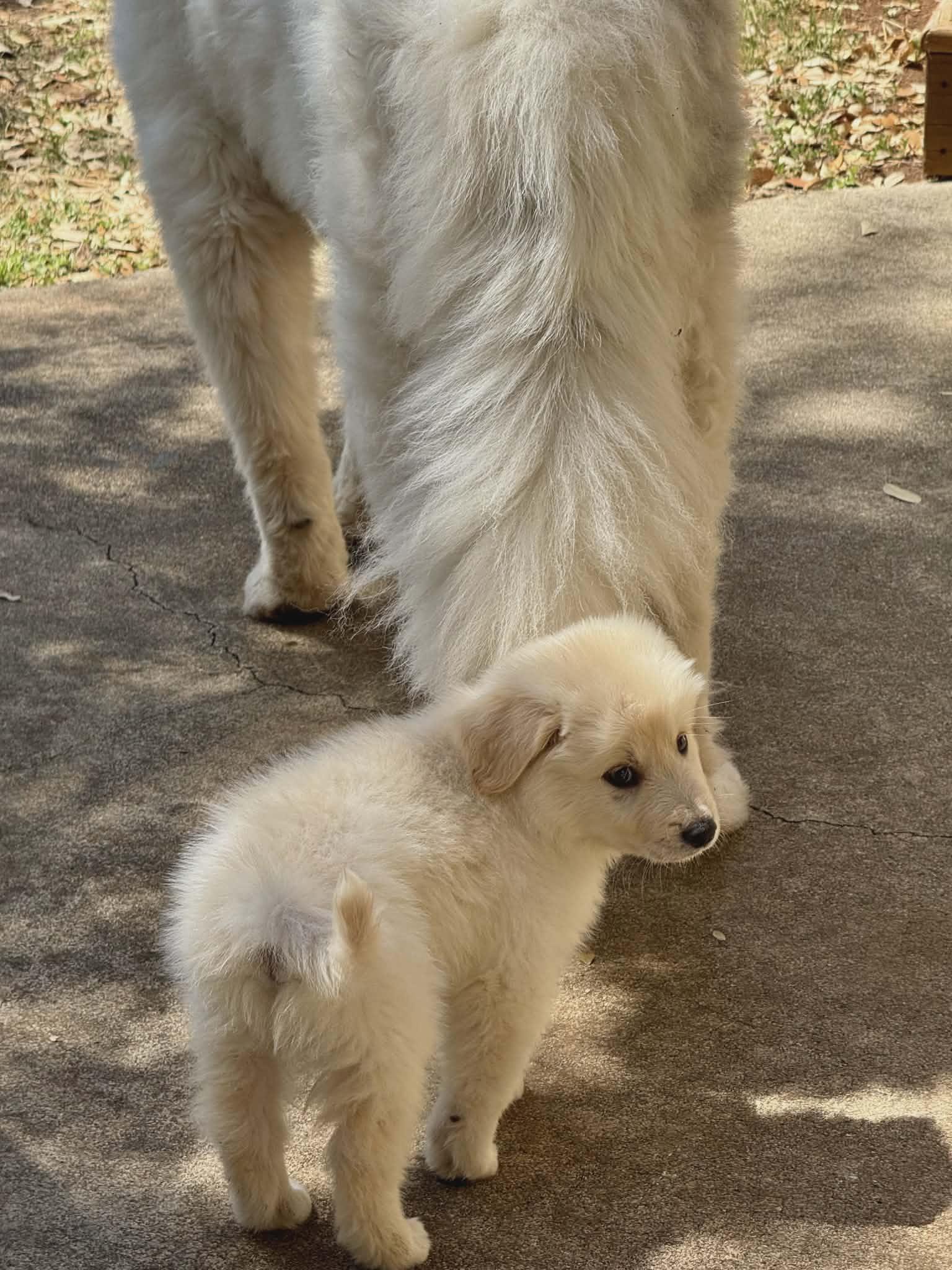Enlarge Axle SAT The Bear Litter AN Cooper, a Adopted mixed breed in Quinlan, TX image 2/6
