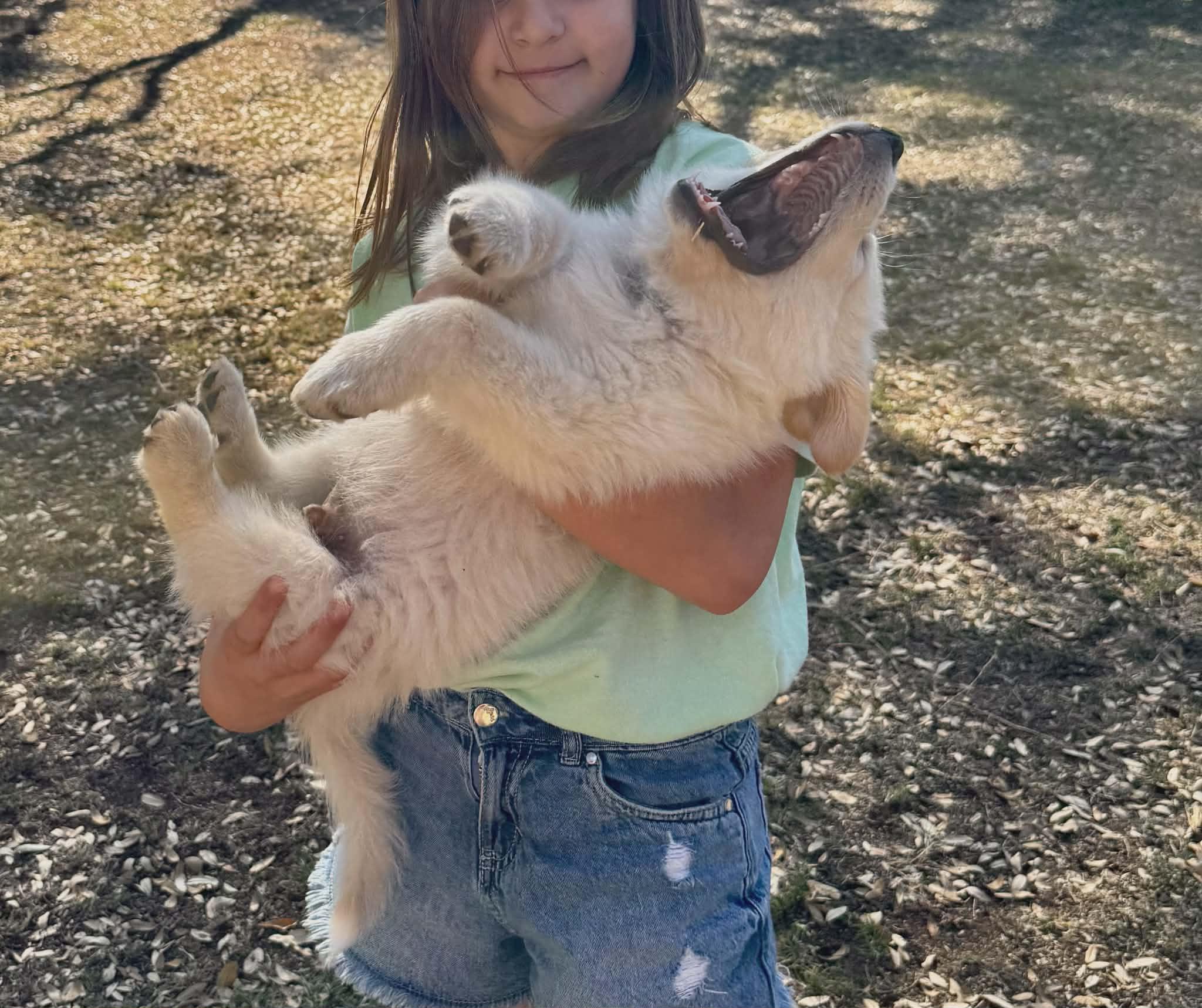 Enlarge Axle SAT The Bear Litter AN Cooper, a Adopted mixed breed in Quinlan, TX image 5/6