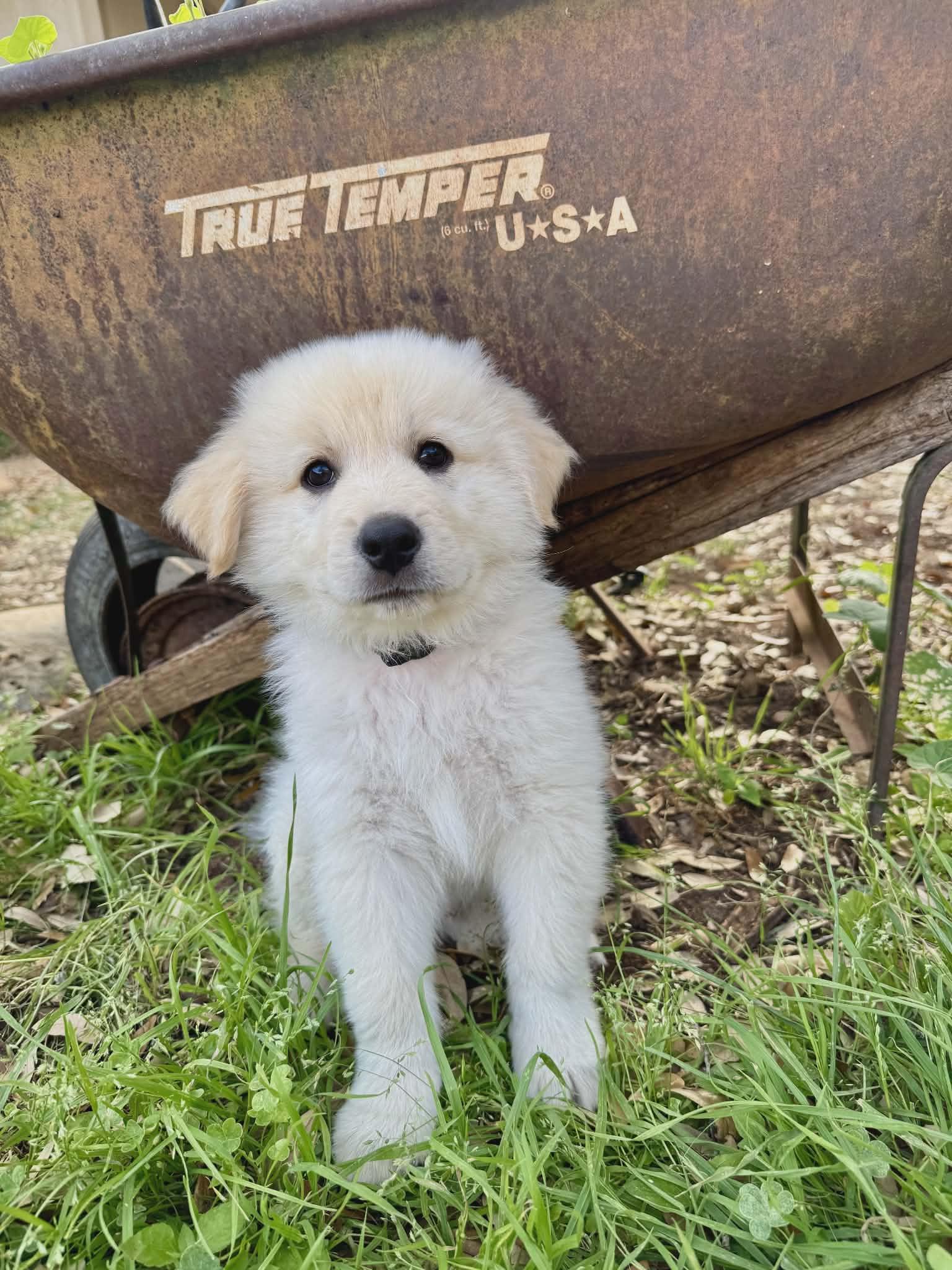 Enlarge Axle SAT The Bear Litter AN Cooper, a Adopted mixed breed in Quinlan, TX image 6/6