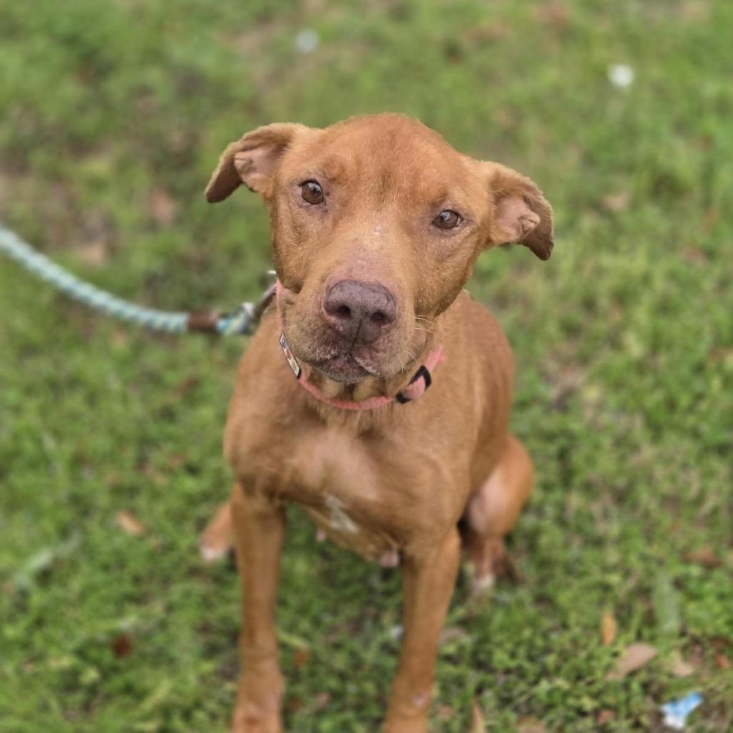 Sugar, Adoptable, Senior Female Mixed Breed.