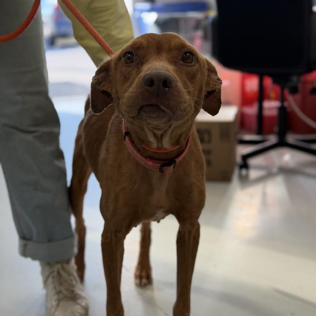 Enlarge Sugar, a Adoptable Mixed Breed in Houston, TX image 1/1