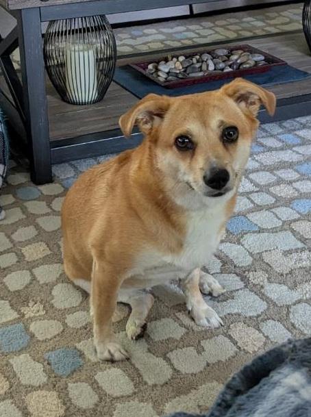 TALLEY, Adoptable, Adult Female Corgi & Dachshund.