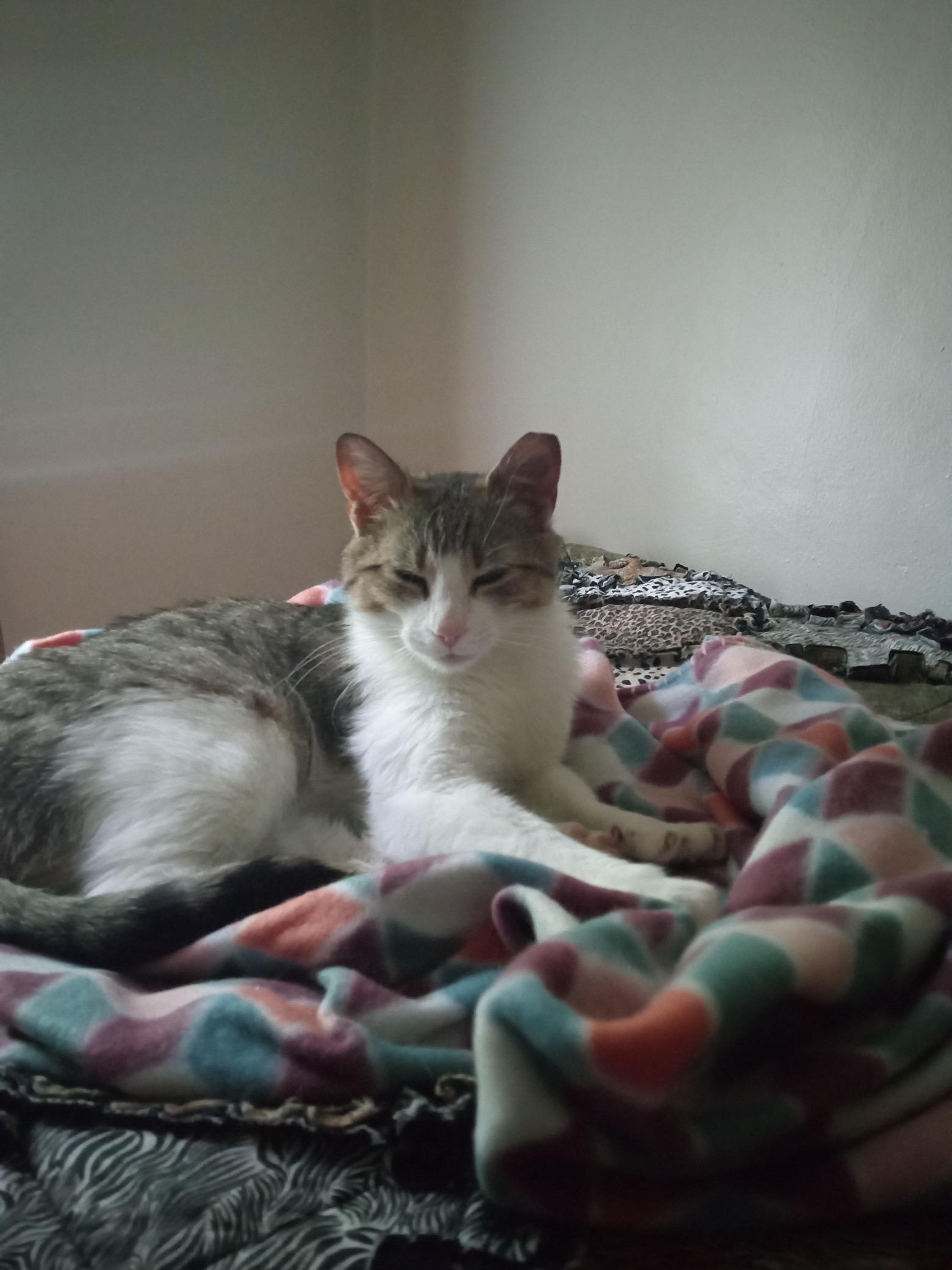 PK Junior, a ADOPTABLE Domestic Short Hair in Rochester, NY image 3/3