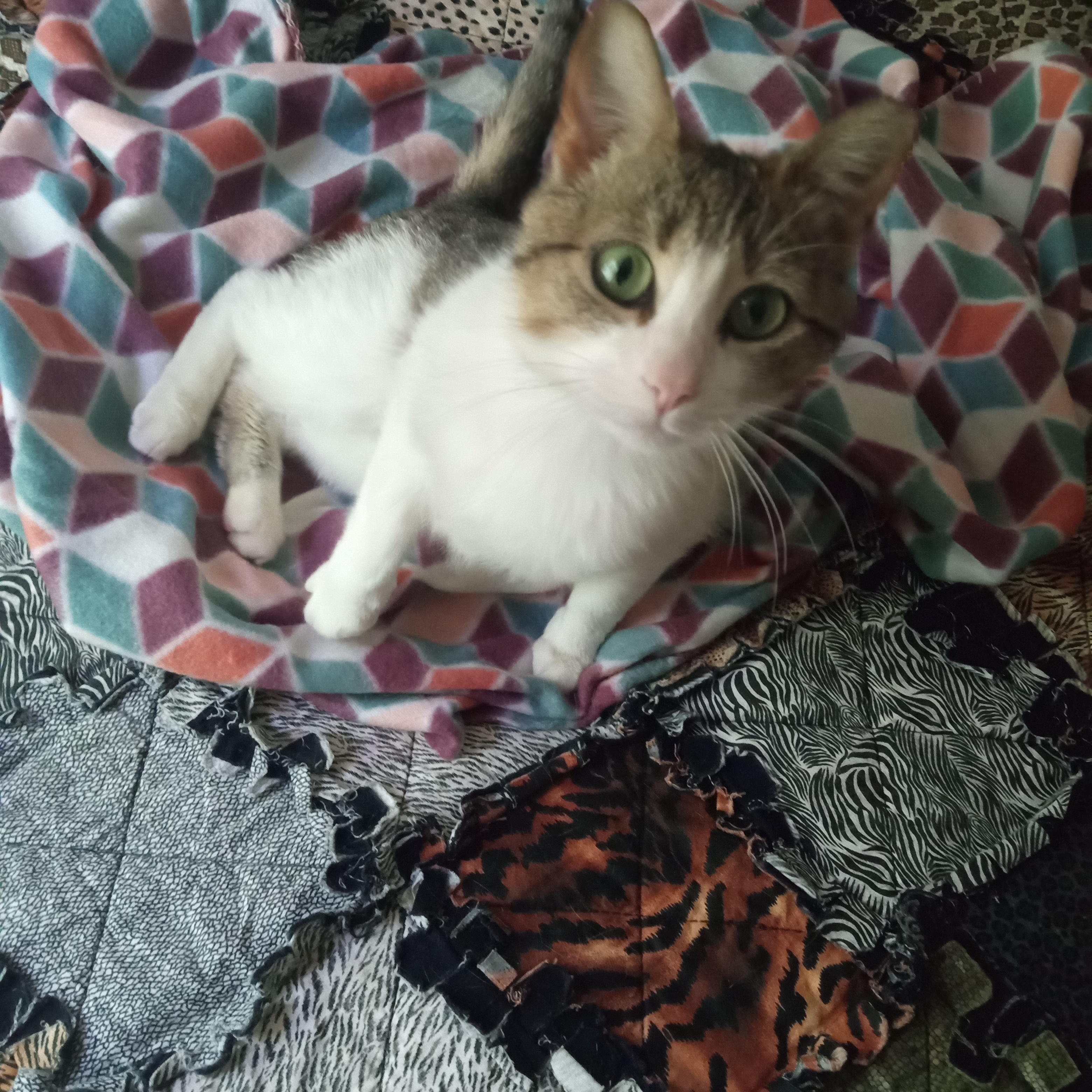 PK Junior, ADOPTABLE, Adult Female Domestic Short Hair.