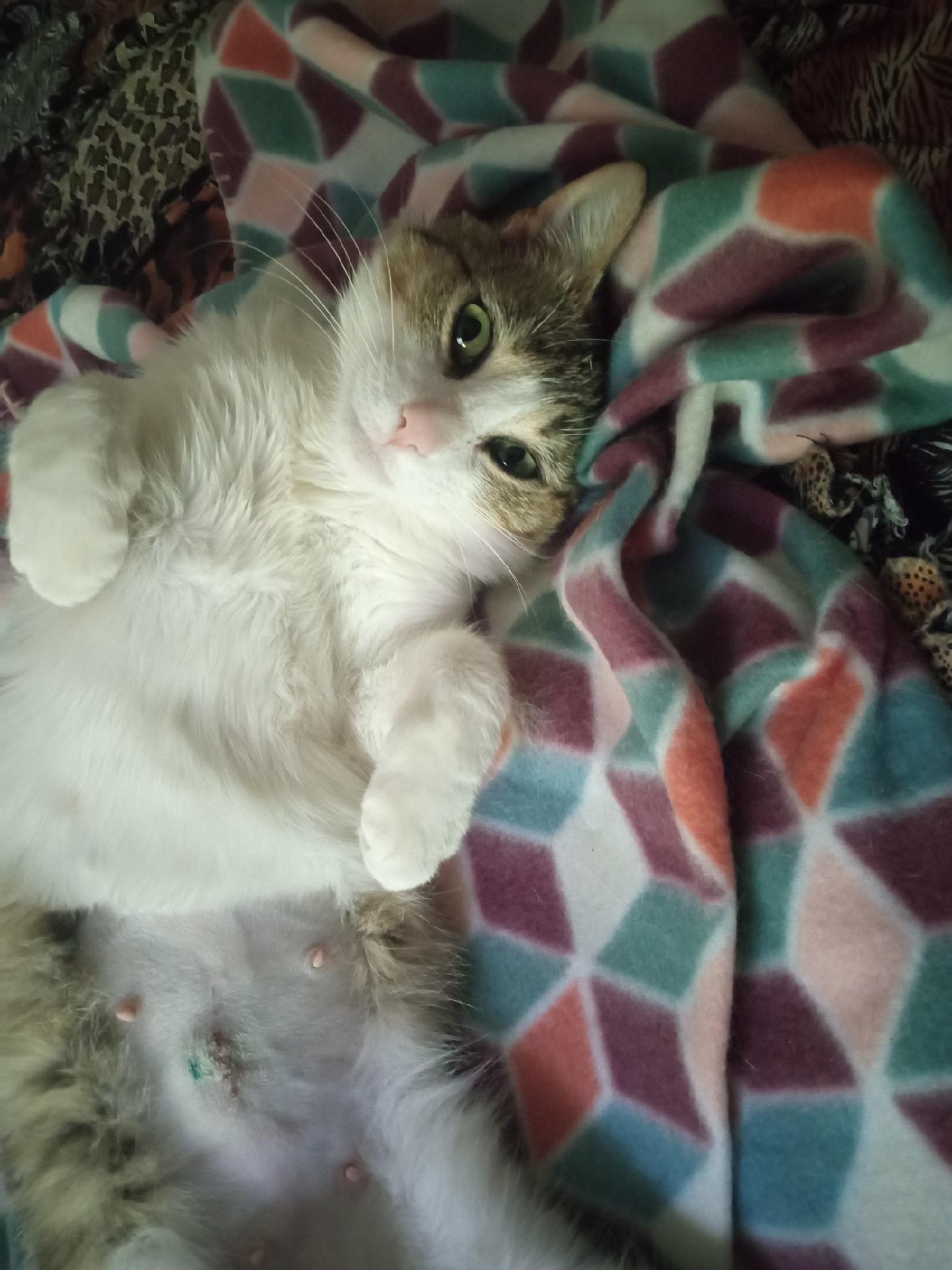 PK Junior, a ADOPTABLE Domestic Short Hair in Rochester, NY image 2/3