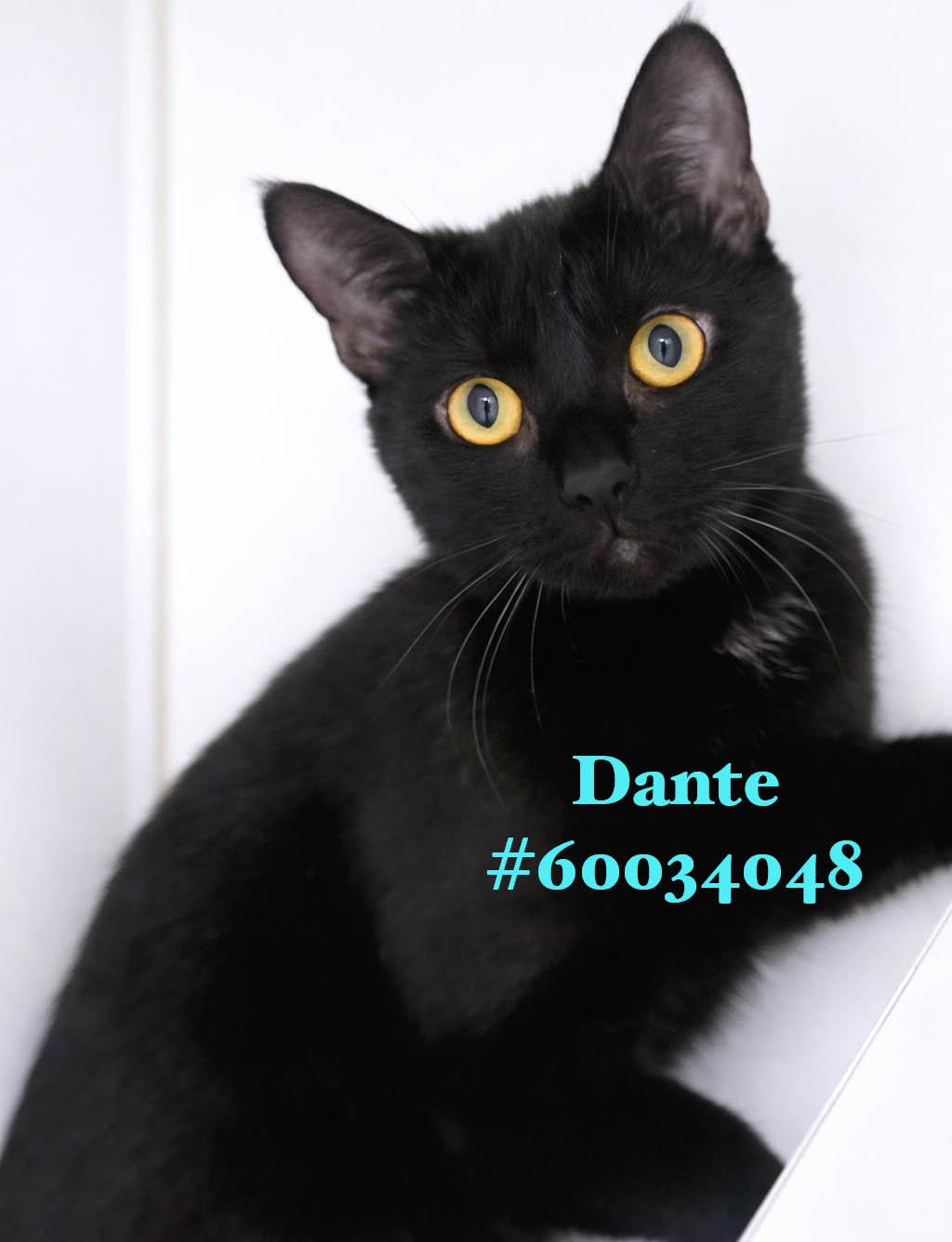Enlarge Dante , an adopted Domestic Short Hair in Wilkes Barre, PA image 1/1