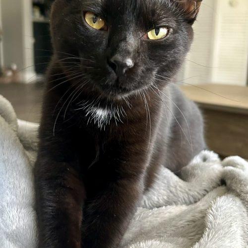 Pumpkin, Adoptable, Kitten Male Domestic Short Hair.