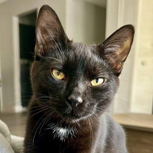 Enlarge Pumpkin, a Adoptable Domestic Short Hair in Georgetown, KY image 3/5