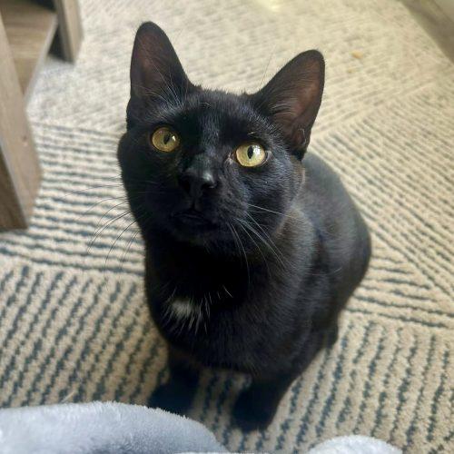 Enlarge Pumpkin, a Adoptable Domestic Short Hair in Georgetown, KY image 4/5