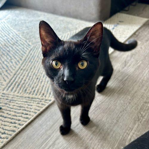 Enlarge Pumpkin, a Adoptable Domestic Short Hair in Georgetown, KY image 5/5