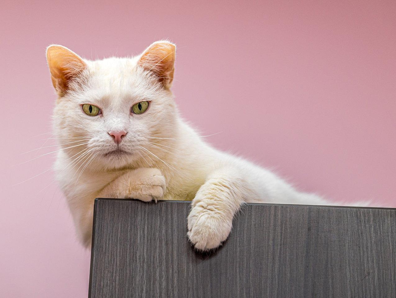 Trenzin - KBC, a Adoptable Domestic Short Hair in Dublin, OH image 1/3