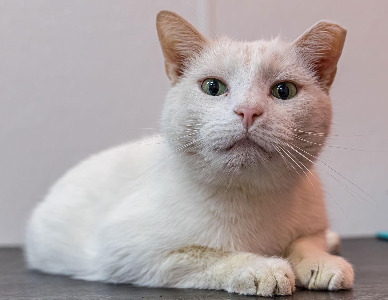 Trenzin - KBC, a Adoptable Domestic Short Hair in Dublin, OH image 2/3