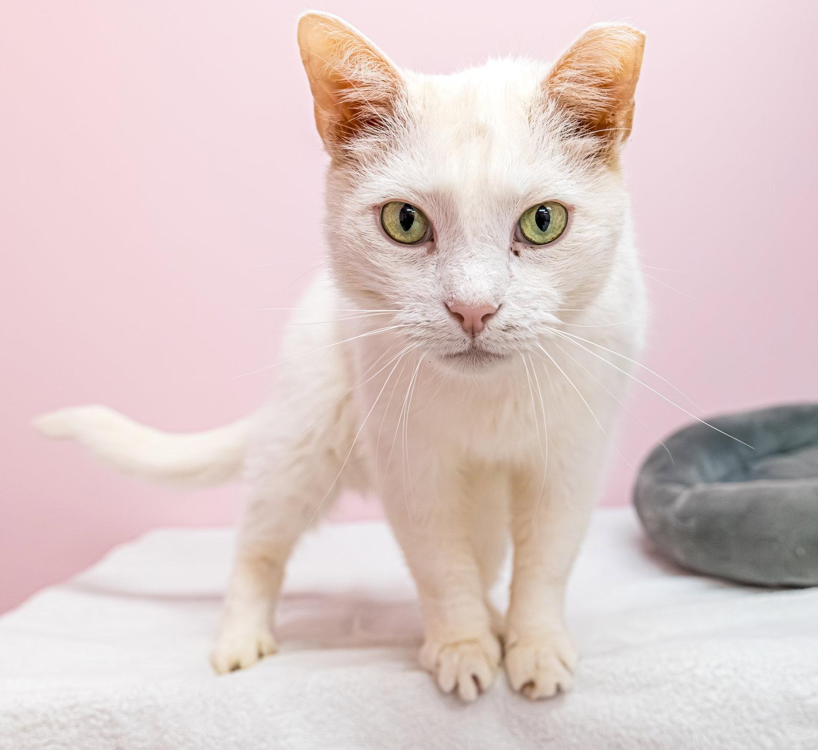 Trenzin - KBC, a Adoptable Domestic Short Hair in Dublin, OH image 3/3