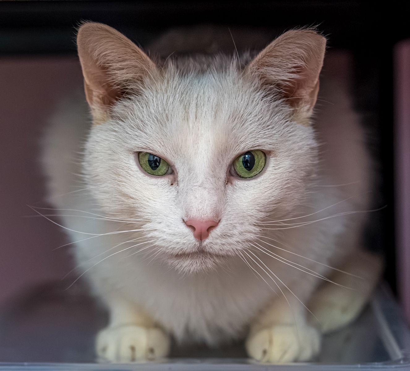 Trenzin - KBC — thumbnail 2