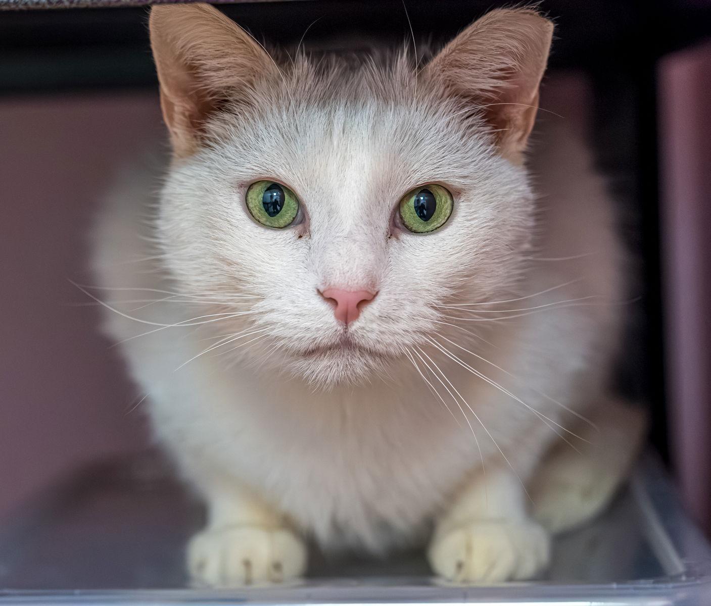 Trenzin - KBC — thumbnail 3