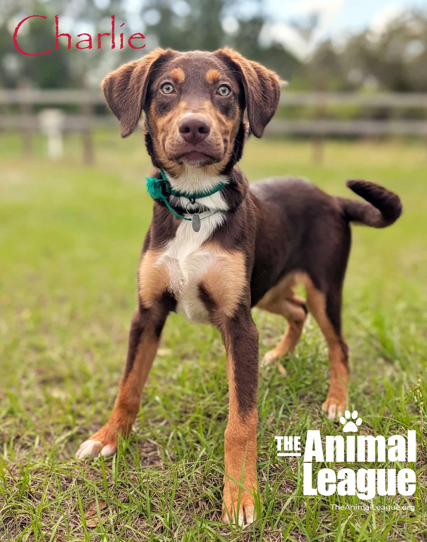 Enlarge Charlie, a ADOPTABLE mixed breed in Groveland, FL image 2/4