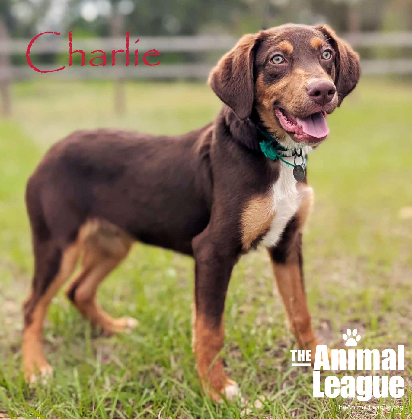 Enlarge Charlie, a ADOPTABLE mixed breed in Groveland, FL image 1/4