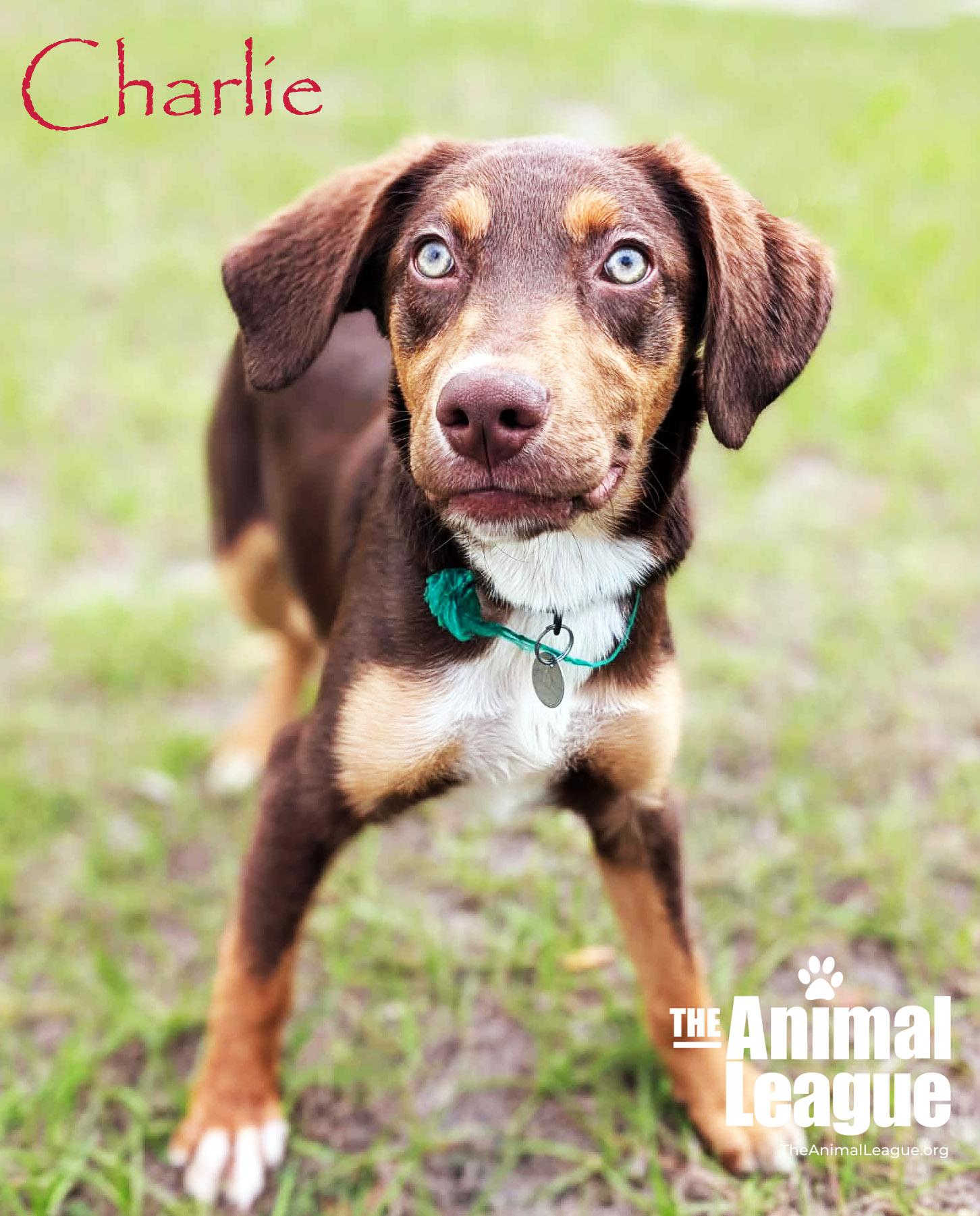 Enlarge Charlie, a ADOPTABLE mixed breed in Groveland, FL image 4/4
