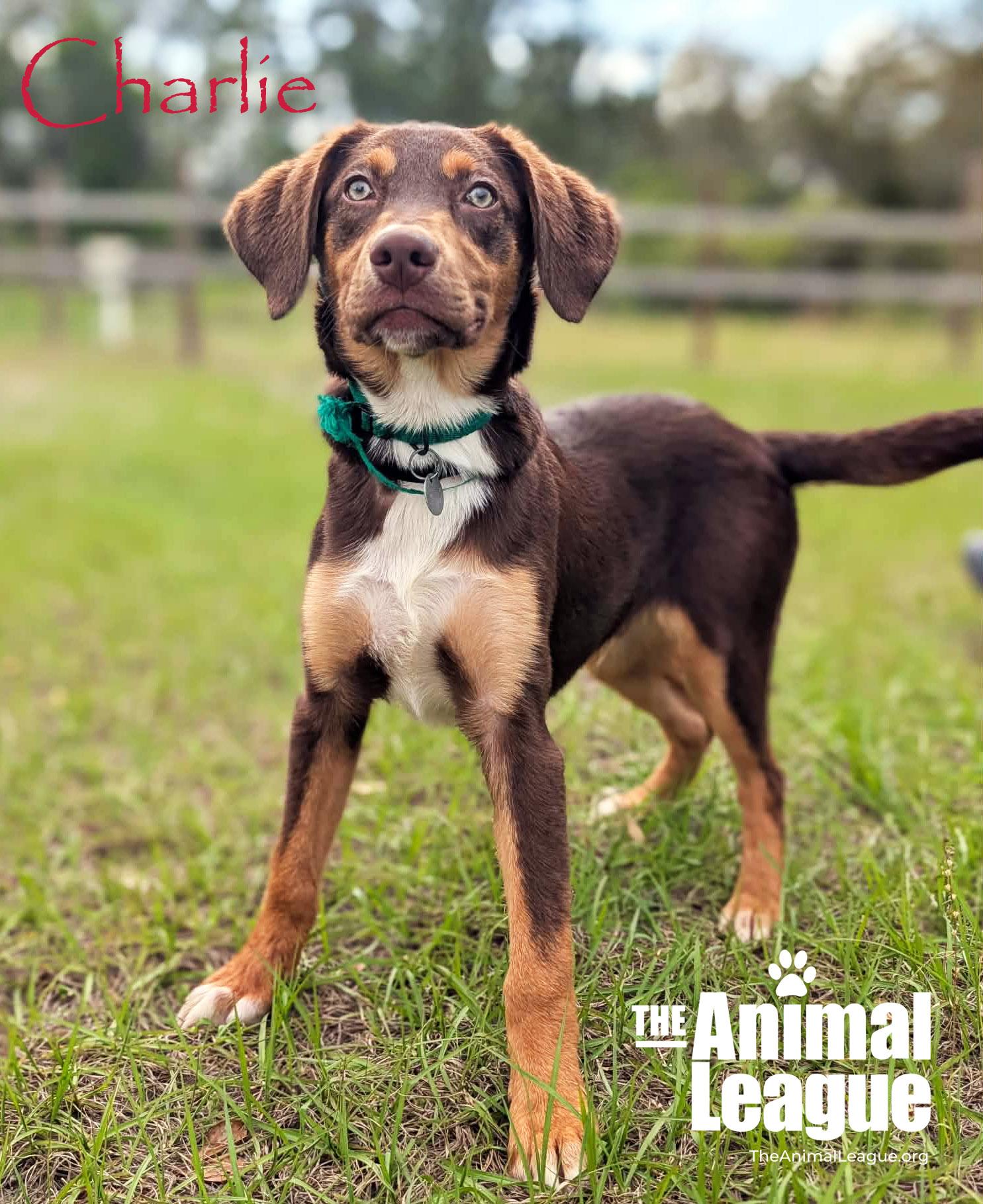 Enlarge Charlie, a ADOPTABLE mixed breed in Groveland, FL image 3/4