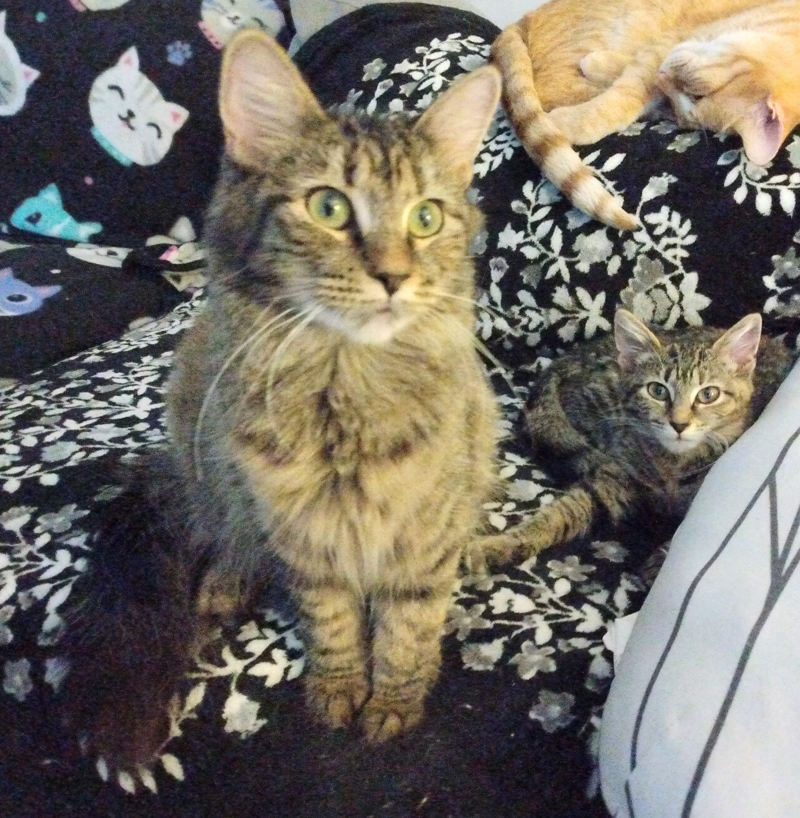 Tigerlily and Wendy (Bonded Pair)