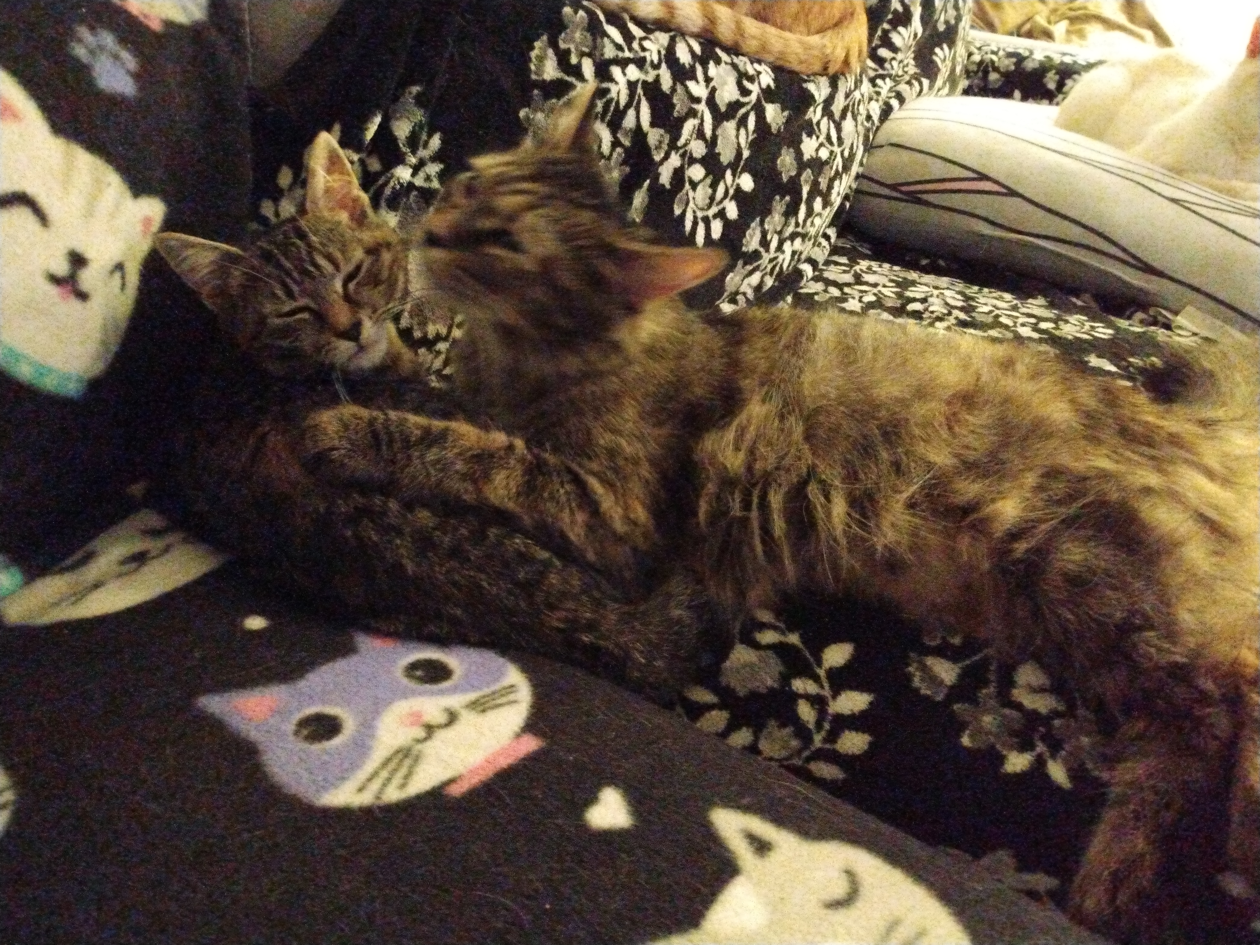 Tigerlily and Wendy (Bonded Pair)