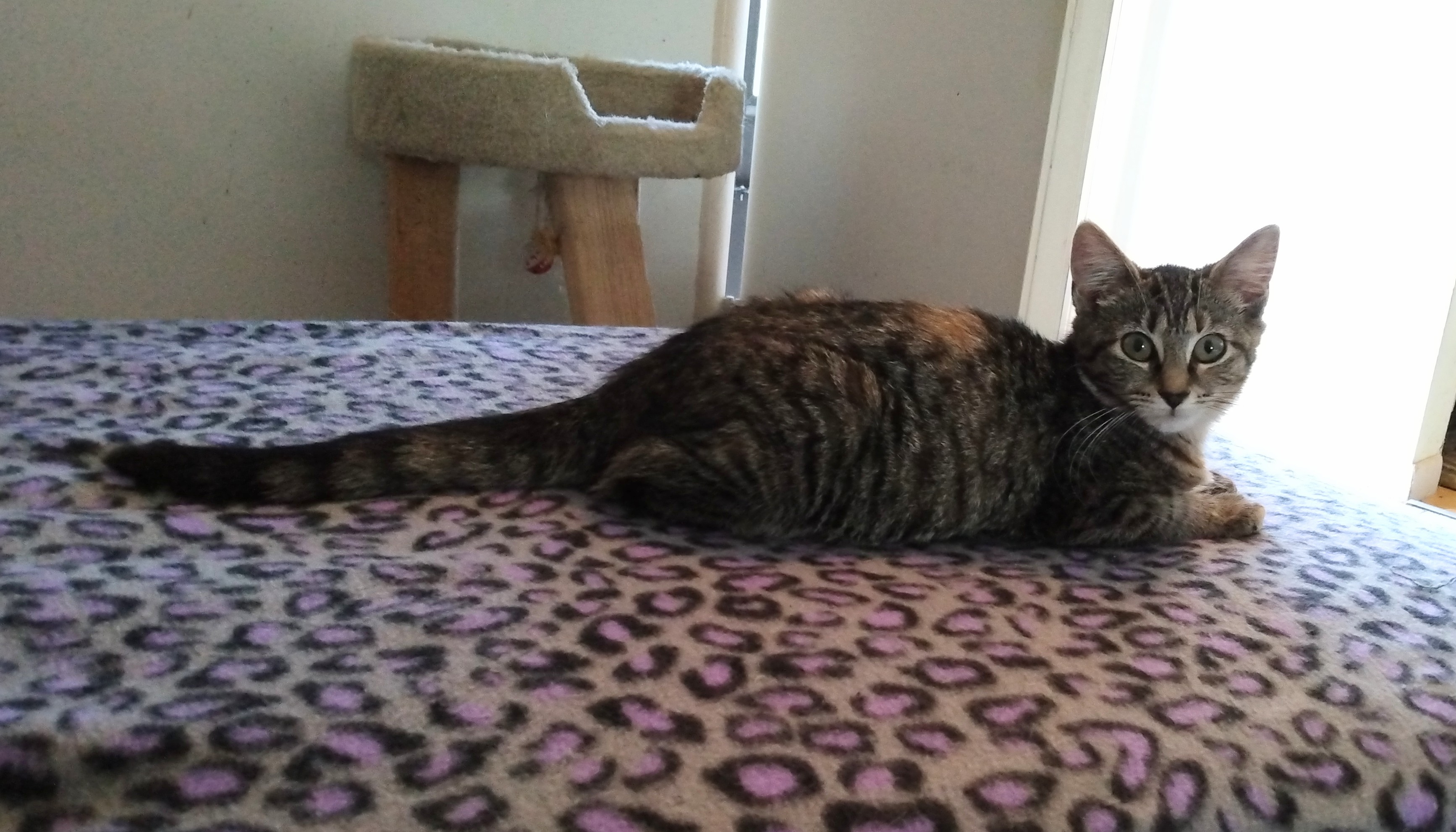 Enlarge Tigerlily and Wendy (Bonded Pair), a Adoptable mixed breed in Kenhorst, PA image 3/4