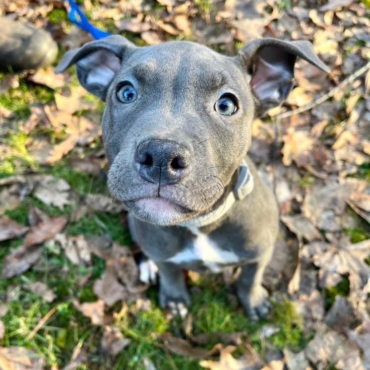 Marceline, Adoptable, Adult Female Pit Bull Terrier & American Staffordshire Terrier.